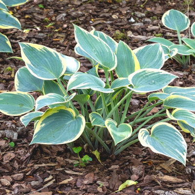 Lincolnshire Pond Plants Hosta 'first Frost'3Ltr PottedMarginal Aquatic Pond Plant from B&Q