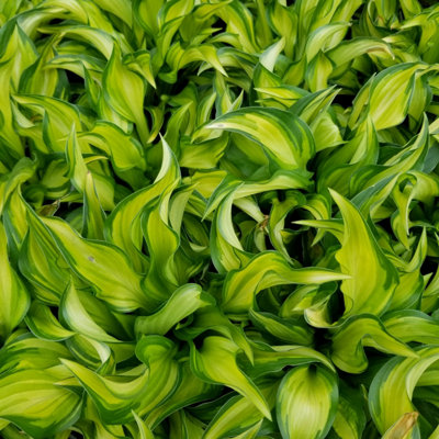 Lincolnshire Pond Plants Hosta 'little Tuft'3Ltr BarerootMarginal Aquatic Pond Plant from B&Q