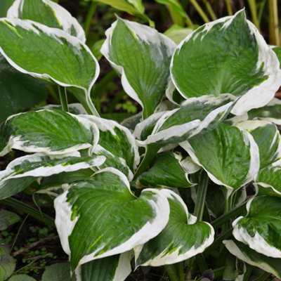 Lincolnshire Pond Plants Hosta 'patriot'3Ltr PottedMarginal Aquatic Pond Plant from B&Q