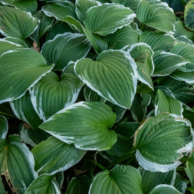 Lincolnshire Pond Plants Hosta 'pizzazz'3Ltr PottedMarginal Aquatic Pond Plant from B&Q