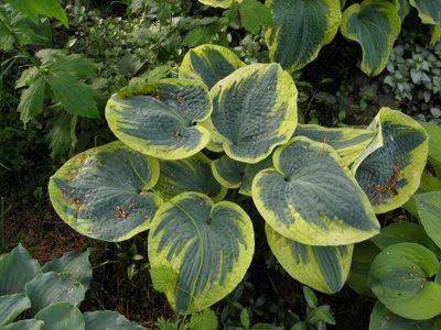 Lincolnshire Pond Plants Hosta 'sugar Daddy'3Ltr PottedMarginal Aquatic Pond Plant from B&Q