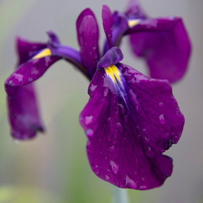 Lincolnshire Pond Plants Iris Ensata 'iris Kaempferi'3Ltr PottedMarginal Aquatic Pond Plant from B&Q