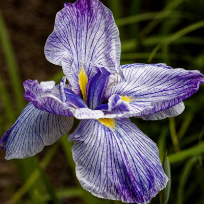 Lincolnshire Pond Plants Iris Ensata 'activity'3Ltr BarerootMarginal Aquatic Pond Plant from B&Q
