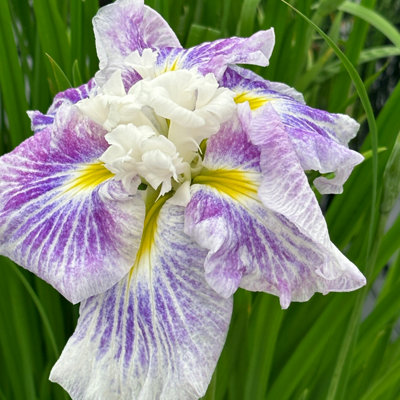Lincolnshire Pond Plants Iris Ensata 'angel Mountain'1Ltr BarerootMarginal Aquatic Pond Plant from B&Q
