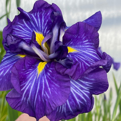 Lincolnshire Pond Plants Iris Ensata 'electric Rays'3Ltr BarerootMarginal Aquatic Pond Plant from B&Q