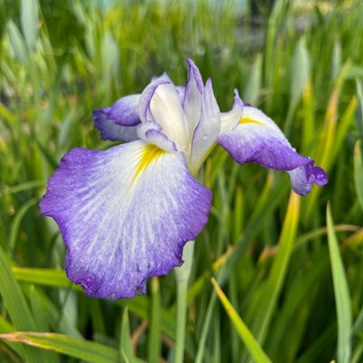 Lincolnshire Pond Plants Iris Ensata 'gracieuse'1Ltr PottedMarginal Aquatic Pond Plant from B&Q