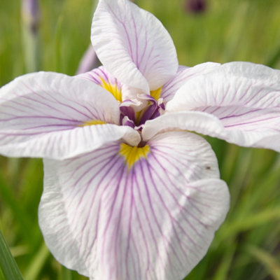 Lincolnshire Pond Plants Iris Ensata 'greywoods Catrina'1Ltr BarerootMarginal Aquatic Pond Plant from B&Q