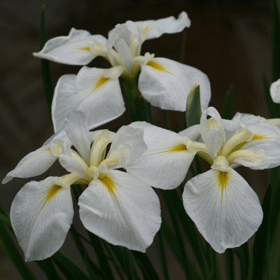 Lincolnshire Pond Plants Iris Ensata 'goldbound'1Ltr PottedMarginal Aquatic Pond Plant from B&Q