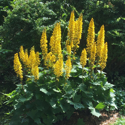 Lincolnshire Pond Plants Ligularia Przwalskii1Ltr PottedMarginal Aquatic Pond Plant from B&Q