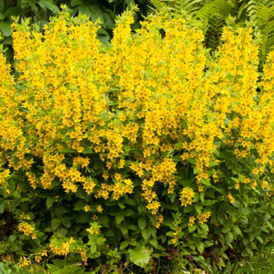 Lincolnshire Pond Plants Lysimachia Punctata 'dotted Loosestrife'3Ltr BarerootMarginal Aquatic Pond Plant from B&Q