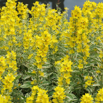 Lincolnshire Pond Plants Lysimachia Punctata 'alexander'3Ltr PottedMarginal Aquatic Pond Plant from B&Q