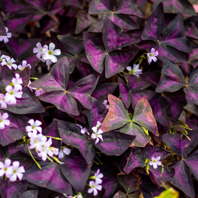 B&Q -  Oxalis Triangularis9Cm BarerootMarginal Aquatic Pond Plant