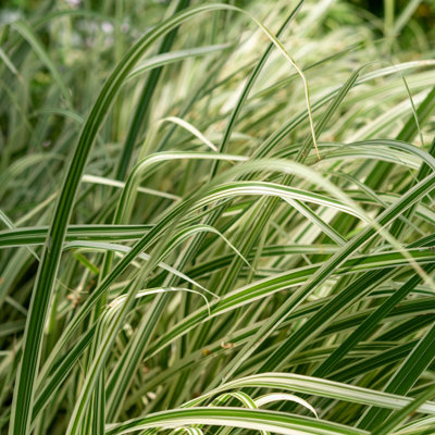 Lincolnshire Pond Plants Phalaris Arundinacea 'picta'1Ltr PottedMarginal Aquatic Pond Plant from B&Q