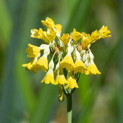 Lincolnshire Pond Plants Primula Florindae 'giant Himalayan Cowslip'3Ltr BarerootMarginal Aquatic Pond Plant from B&Q