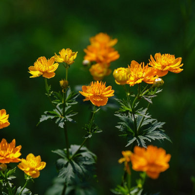 Lincolnshire Pond Plants Trollius Chinensis 'golden Queen'3Ltr PottedMarginal Aquatic Pond Plant from B&Q