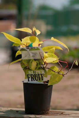 Lincolnshire Pond Plants Issai Kiwi (Actinidia Chinensis) Tree1Ltr Potted from B&Q