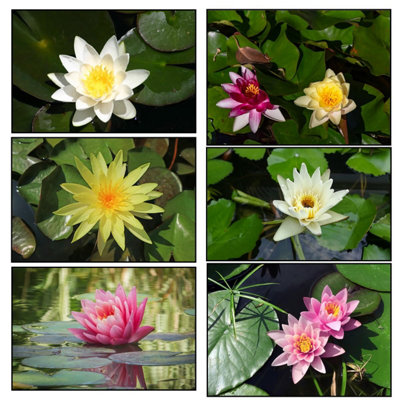  - Lincolnshire Pond Plants Ltd3 Water Lily PackPinkYellowWhiteLive Plant Aquatic Lake Marginal