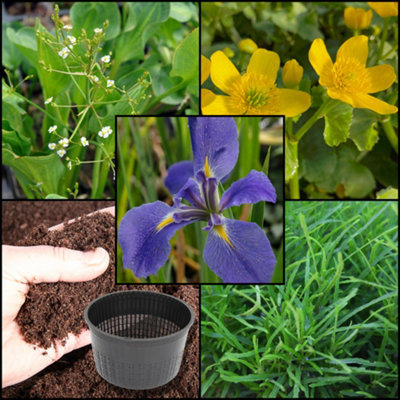 B&Q -  Xs Iris PackLouisanna 'heather Stream'X3 Marginal Plants & X1 Oxygenating PlantMarginal Aquatic Pond Plant
