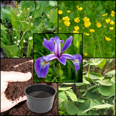 B&Q -  Xs Iris PackVersicolor 'blue Flag'X3 Marginal Plants & X1 Oxygenating PlantMarginal Aquatic Pond Plant