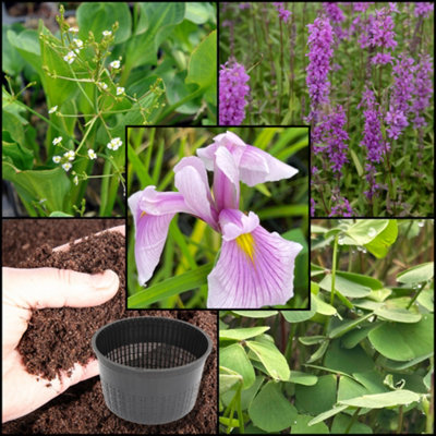 B&Q -  Xs Iris PackLaevigata 'rose Queen'X3 Marginal Plants & X1 Oxygenating PlantMarginal Aquatic Pond Plant