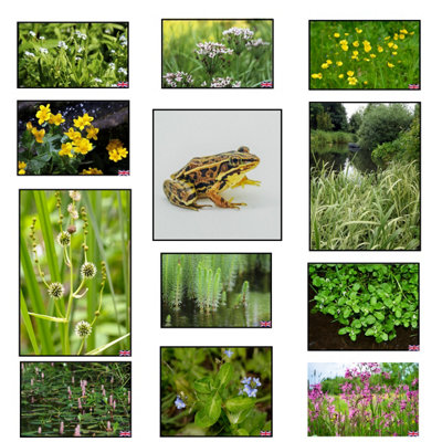 Lincolnshire Pond Plants Frog Marginal 8 Pond Plant CollectionPottedMarginal Aquatic Pond Plants from B&Q