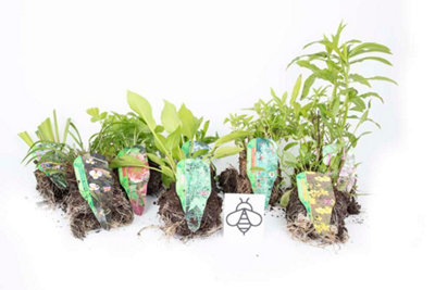 Lincolnshire Pond Plants Bee Marginal 8 Pond Plant CollectionBarerootMarginal Aquatic Pond Plants from B&Q