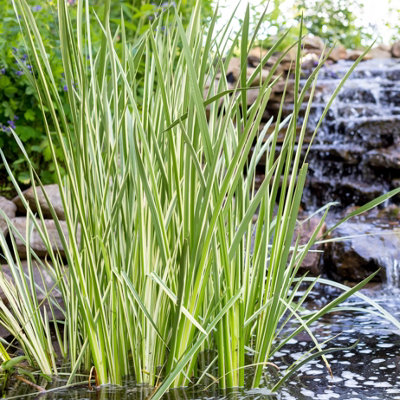 Lincolnshire Pond Plants Acorus Calamus Variegated3X 3Ltr PlantsMarginal Aquatic Pond Plant from B&Q