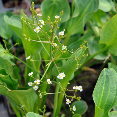 Lincolnshire Pond Plants Alisma 'parviflora' 3X 3Ltr PlantsMarginal Aquatic Pond Plant from B&Q