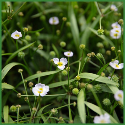 Lincolnshire Pond Plants Baldellia Ranunculoides3X 3Ltr PlantsMarginal Aquatic Pond Plant from B&Q