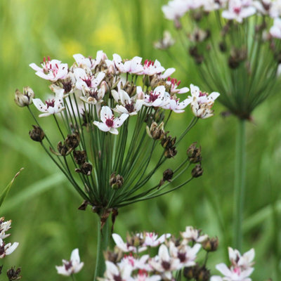 Lincolnshire Pond Plants Butomus Umbellatus 'schneeweibchen'3X 1Ltr PlantsMarginal Aquatic Pond Plant from B&Q