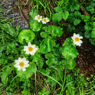 Lincolnshire Pond Plants Caltha Palustris 'leptosepala'3X 3Ltr PlantsMarginal Aquatic Pond Plant from B&Q