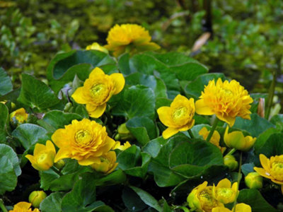 Lincolnshire Pond Plants Caltha Palustris 'plena'3X 1Ltr PlantsMarginal Aquatic Pond Plant from B&Q