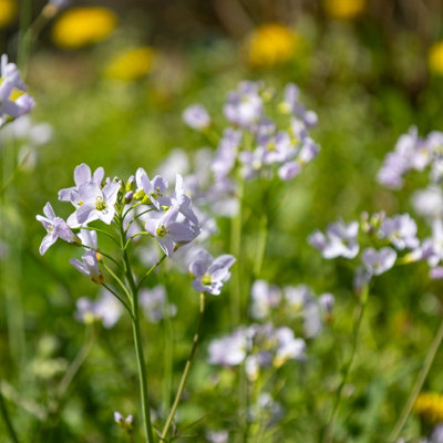 Lincolnshire Pond Plants Cardamine Pratensis3X 9Cm PlantsMarginal Aquatic Pond Plant from B&Q