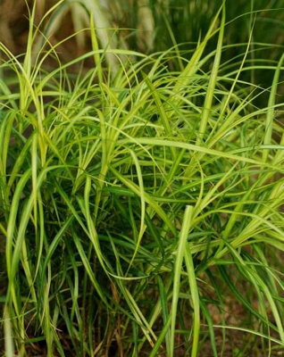 Lincolnshire Pond Plants Carex Muskingumensis2X Plants And 2X Pots & CompostMarginal Aquatic Pond Plant from B&Q