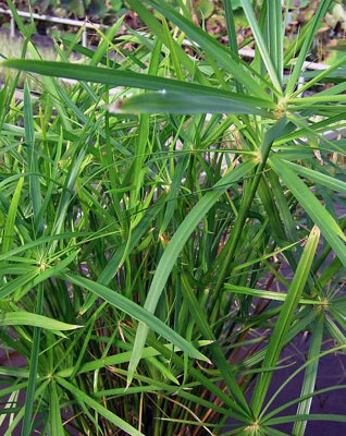 Lincolnshire Pond Plants Cyperus Alternifolius 'gracilis'2X Plants And 2X Pots & CompostMarginal Aquatic Pond Plant from B&Q