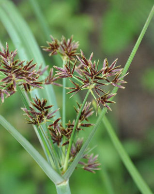 Lincolnshire Pond Plants Cyperus Longus3X 7Cm PlugsMarginal Aquatic Pond Plant from B&Q