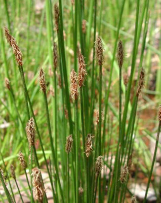Lincolnshire Pond Plants Eleocharis Palustris3X 9Cm PlantsMarginal Aquatic Pond Plant from B&Q