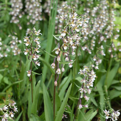 Lincolnshire Pond Plants Epipactis Palustris3X 1Ltr PlantsMarginal Aquatic Pond Plant from B&Q