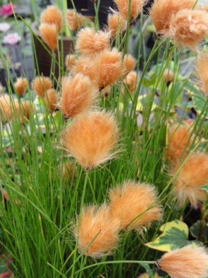 Lincolnshire Pond Plants Ltd Marginal Plants - Pond Plants (Eriophorum Russeoleum) - 3X 9Cm Plants