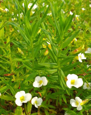 Lincolnshire Pond Plants Gratiola Offcinalis3X 1Ltr PlantsMarginal Aquatic Pond Plant from B&Q