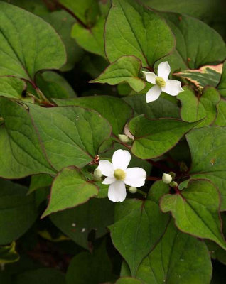 Lincolnshire Pond Plants Houttuynia Cordata 'plena'3X 1Ltr PlantsMarginal Aquatic Pond Plant from B&Q