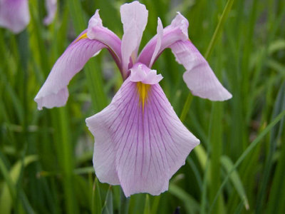 Lincolnshire Pond Plants Iris Laevigata 'rose Queen'3X 3Ltr PlantsMarginal Aquatic Pond Plant from B&Q