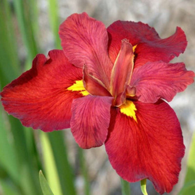 Lincolnshire Pond Plants Iris Louisiana 'ann Chowning'3X 1Ltr PlantsMarginal Aquatic Pond Plant from B&Q