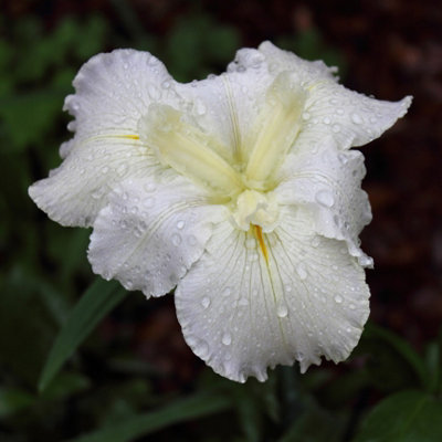 Lincolnshire Pond Plants Iris Louisiana 'arabian Bayou'3X 3Ltr PlantsMarginal Aquatic Pond Plant from B&Q