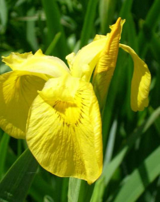 Lincolnshire Pond Plants Iris Pseudacorus3X 3Ltr PlantsMarginal Aquatic Pond Plant from B&Q