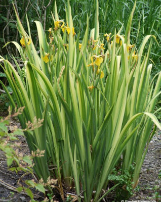 Lincolnshire Pond Plants Iris Pseudacorus Variegated3X 3Ltr PlantsMarginal Aquatic Pond Plant from B&Q