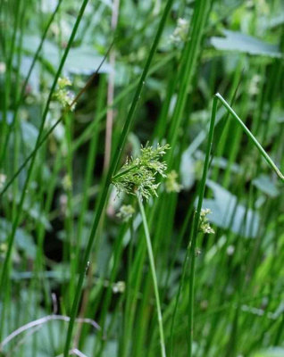 Lincolnshire Pond Plants Juncus Effusus2X Plants And 2X Pots & CompostMarginal Aquatic Pond Plant from B&Q