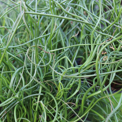 Lincolnshire Pond Plants Juncus Effusus 'spirals'3X 9Cm PlantsMarginal Aquatic Pond Plant from B&Q