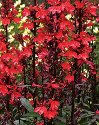 Lincolnshire Pond Plants Lobelia Cardinalis2X Plants And 2X Pots & CompostMarginal Aquatic Pond Plant from B&Q