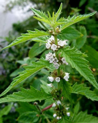 Lincolnshire Pond Plants Ltd Marginal Plants - Pond Plants (Lycopus Europaeus) - 3X 9Cm Plants